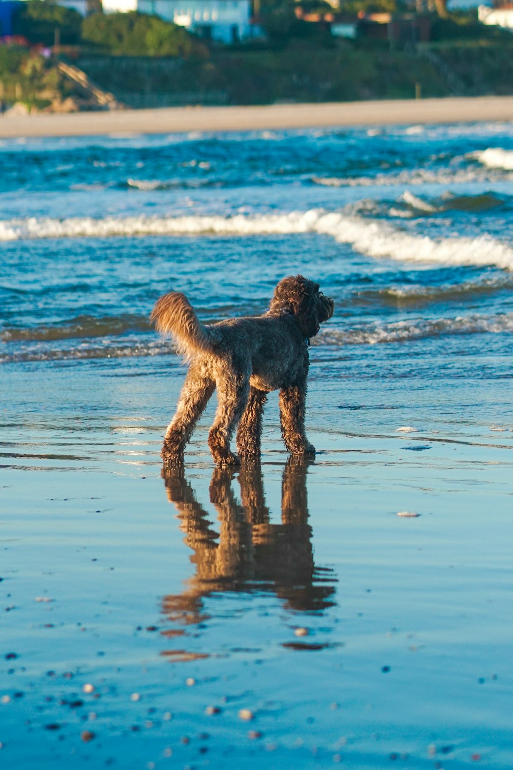 a brown dog standing on top of a beach next to the ocean