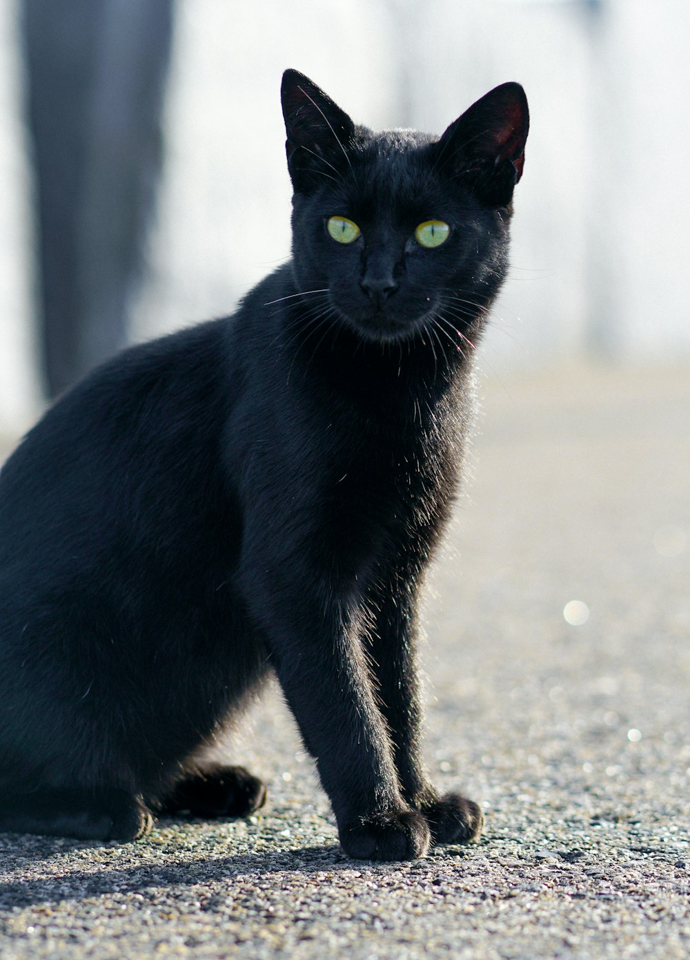 a black cat with green eyes sitting on the ground