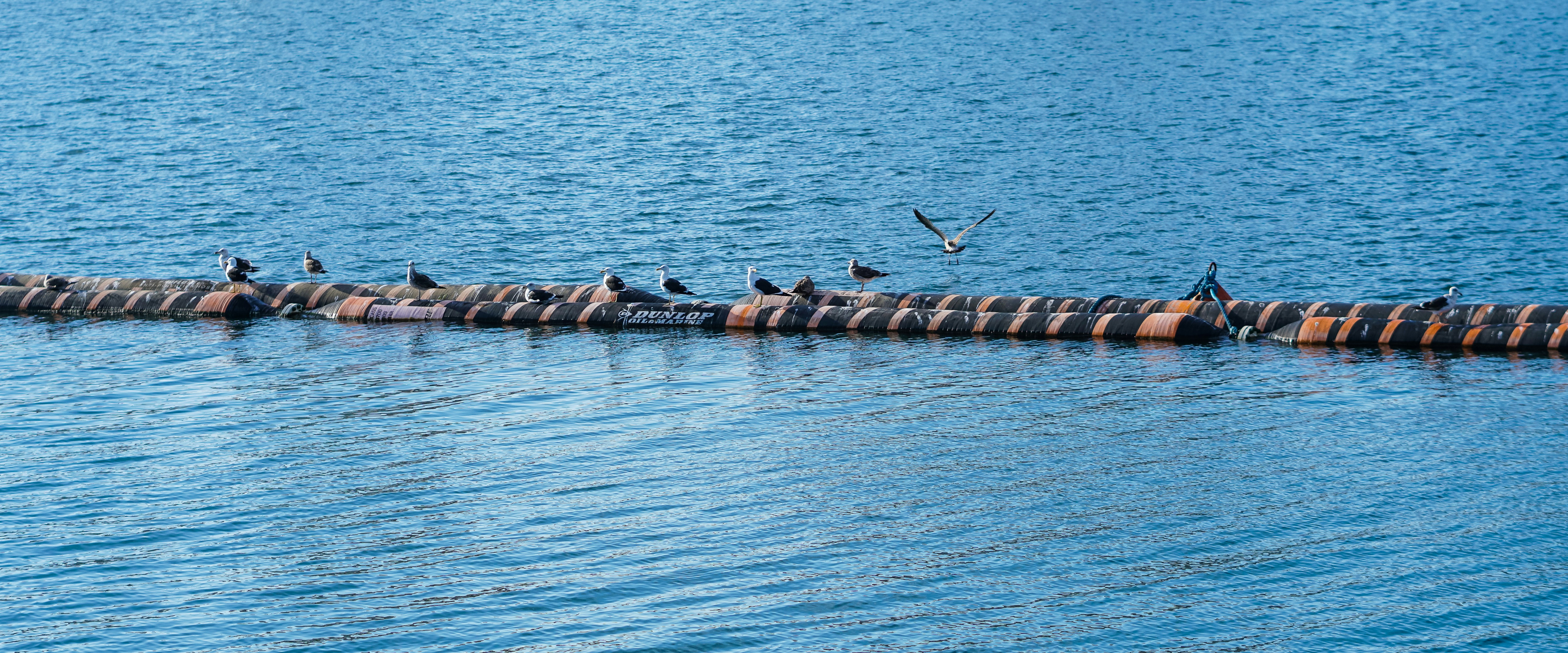 Seagulls in over the sea balls