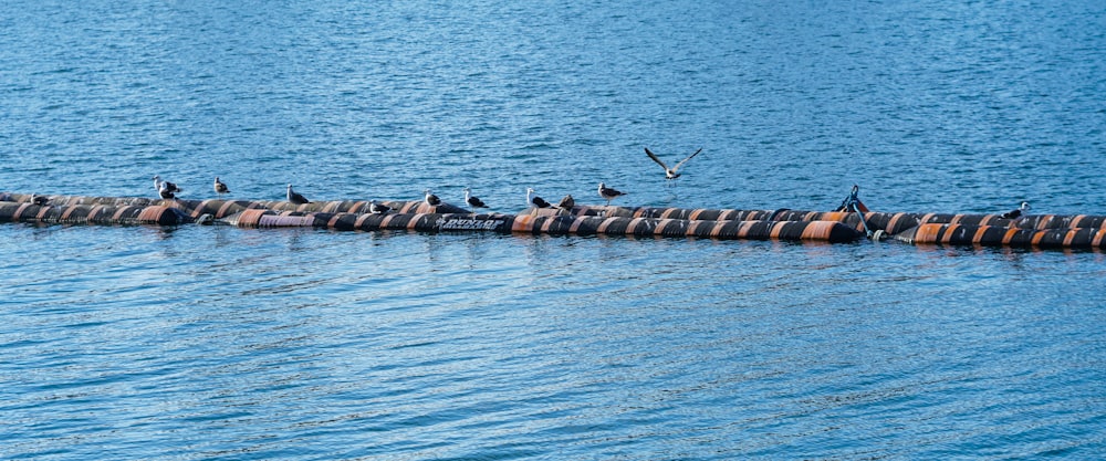 a group of birds sitting on top of a wooden raft in the water