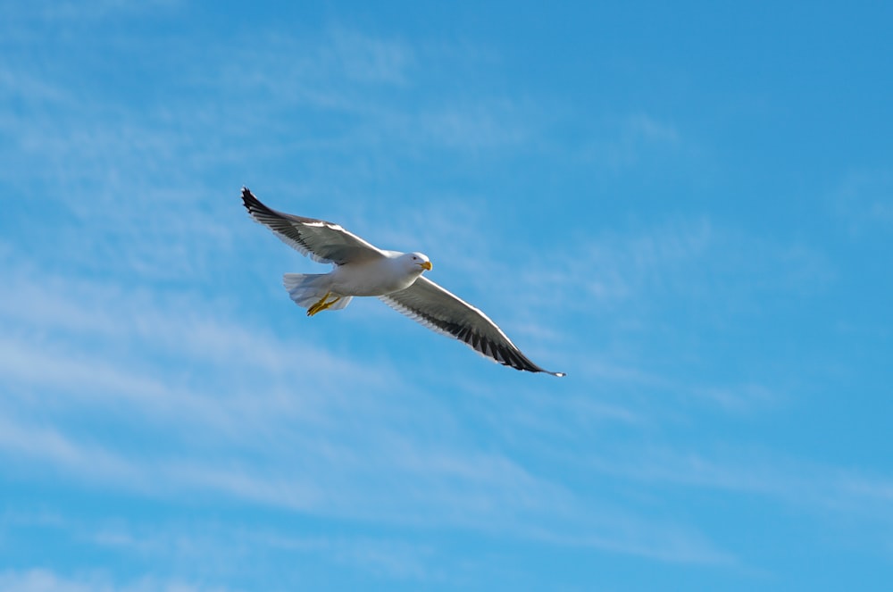 a seagull flying through a blue sky with white clouds