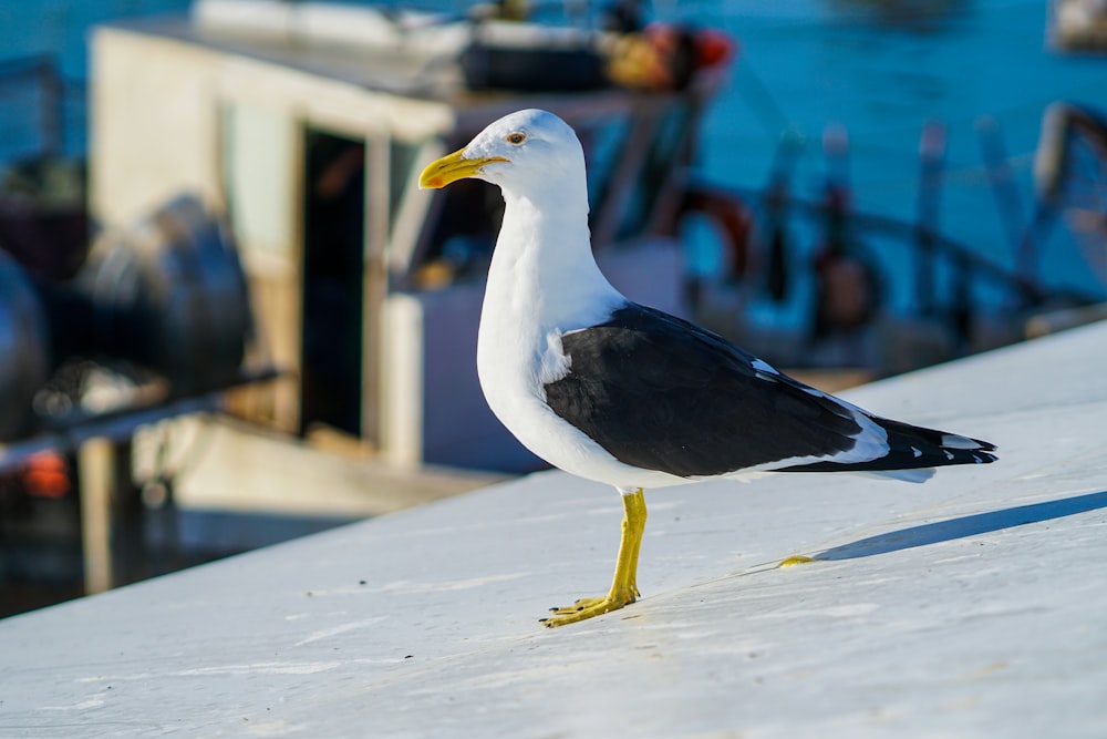 Un gabbiano in piedi sul bordo di un molo di una barca