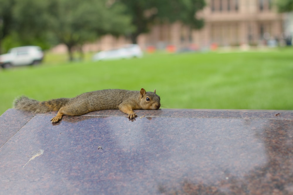 a squirrel is sitting on top of a park bench