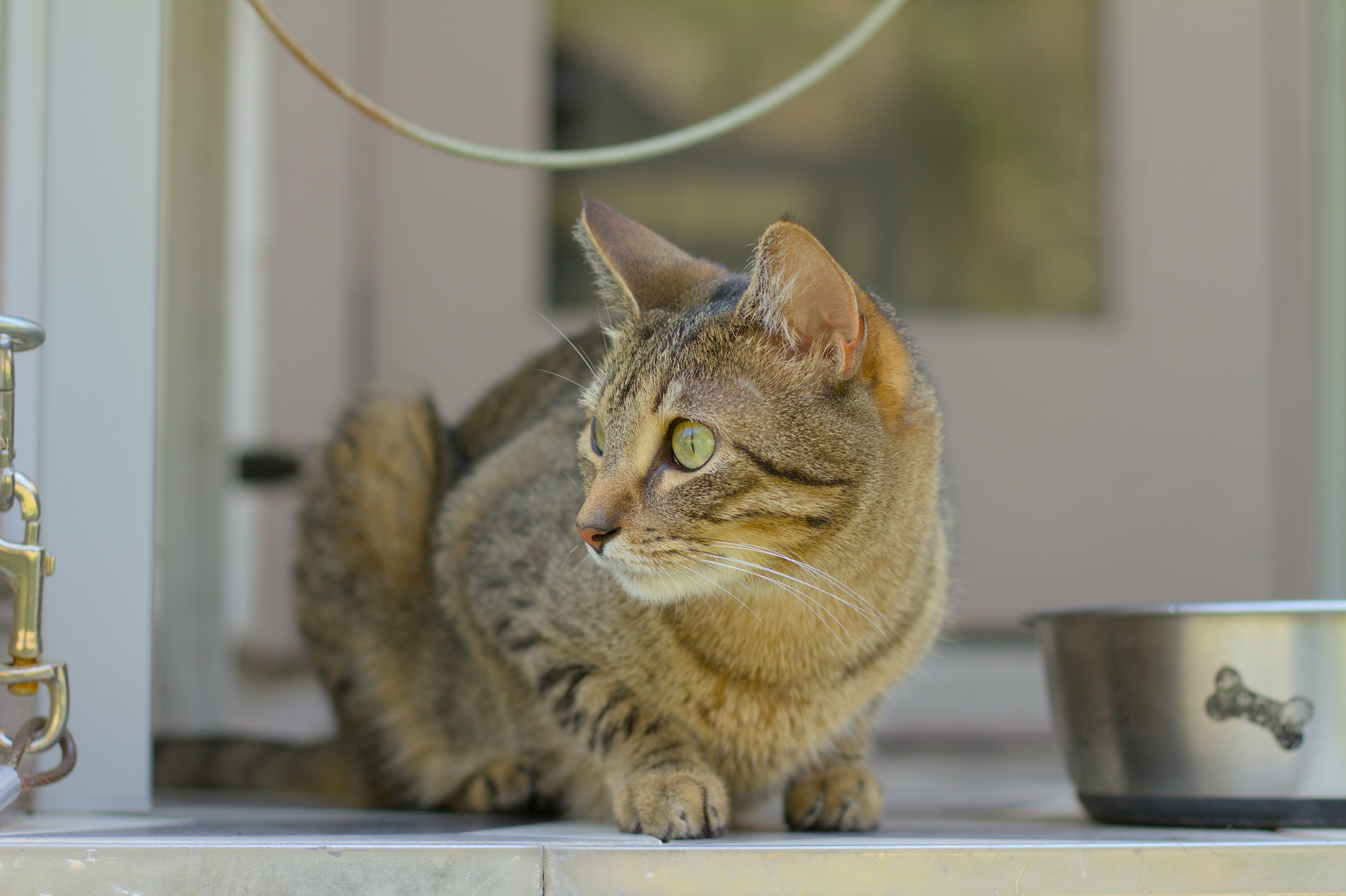 a cat sitting on a step next to a bowl