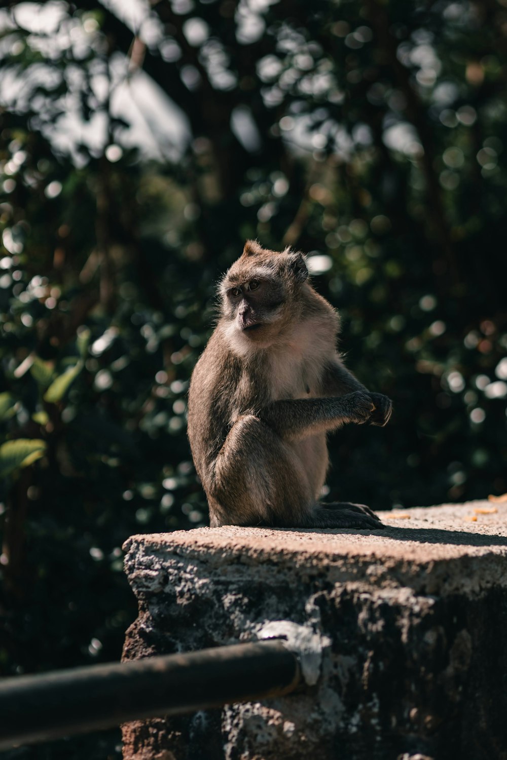 a monkey sitting on top of a stone wall