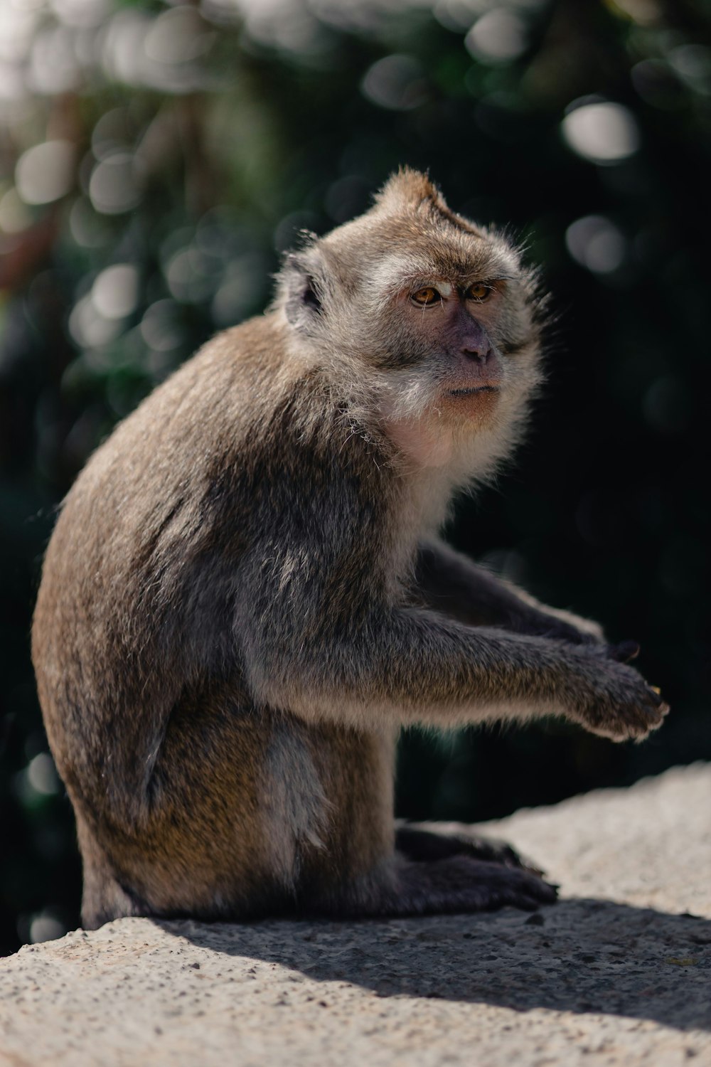 a small monkey sitting on top of a rock