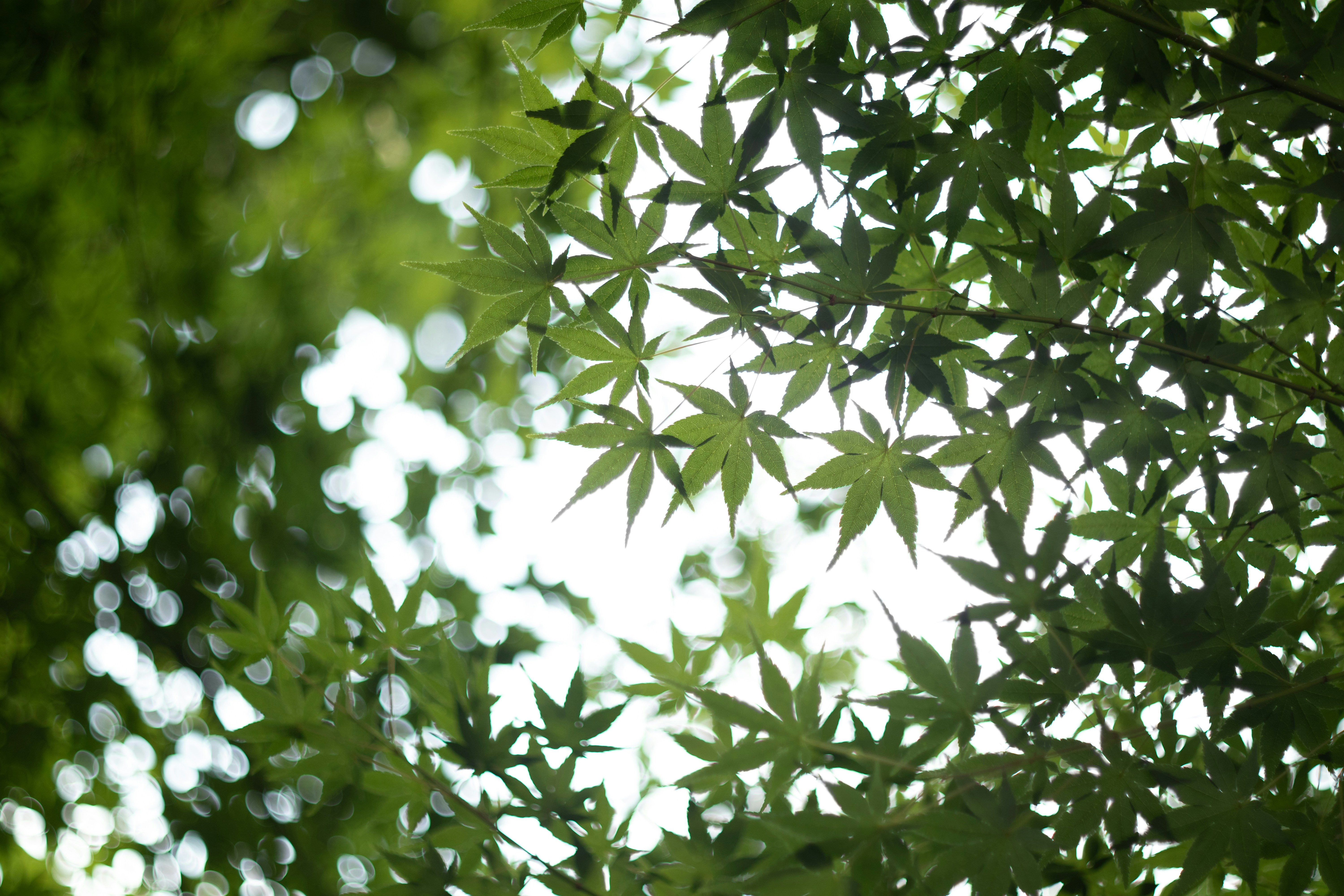 Photo by takatsuchida