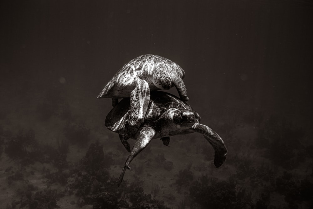 a black and white photo of a turtle in the water