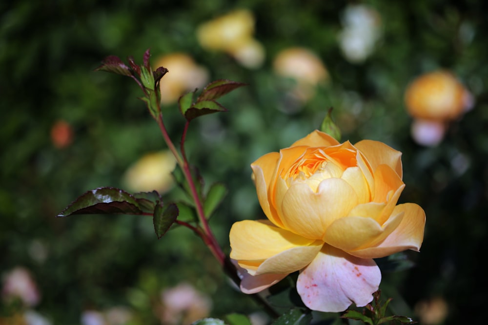 a yellow and pink flower in a garden