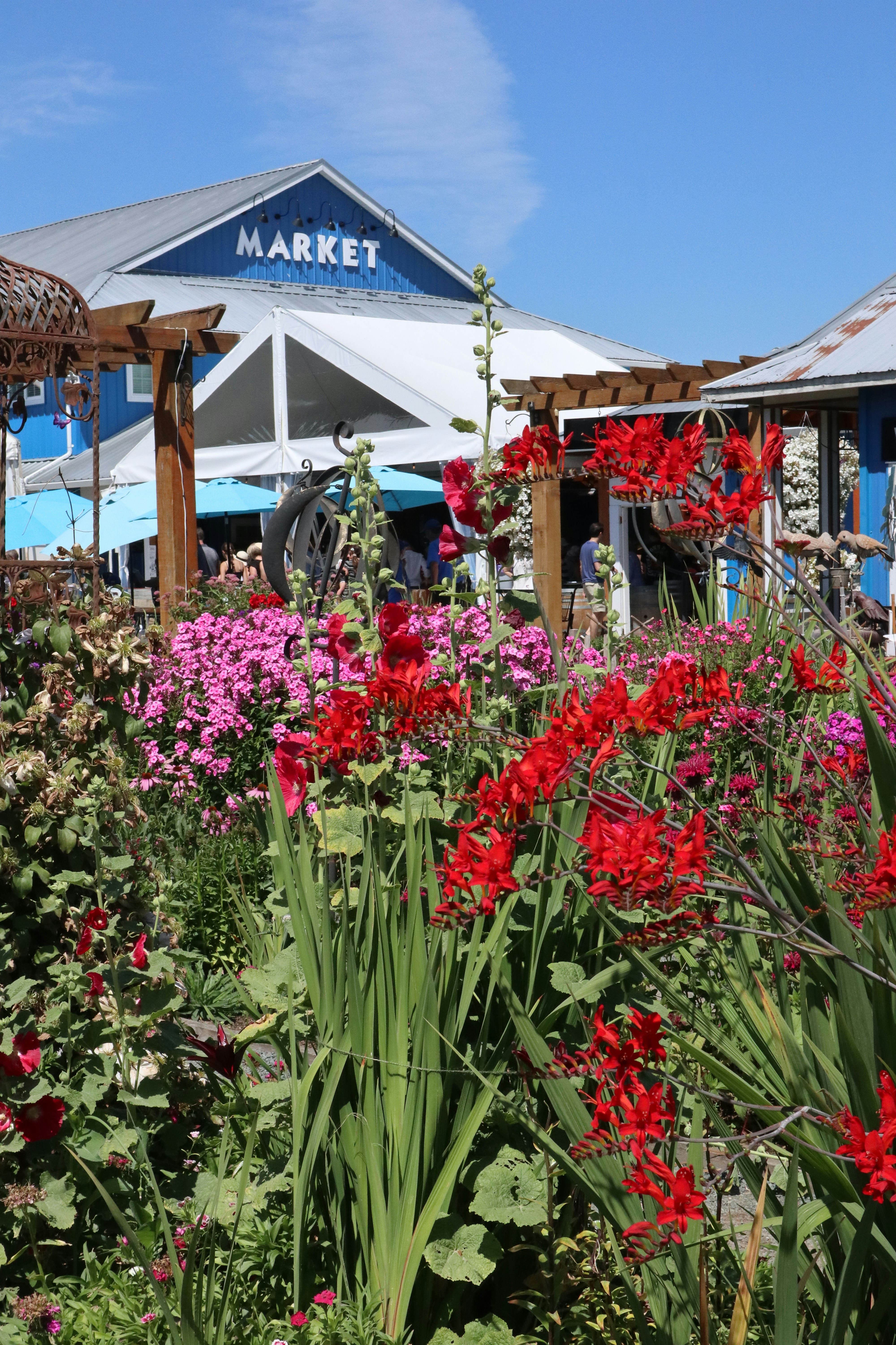 A bunch of flowers that are in the grass photo Free Langley Image on