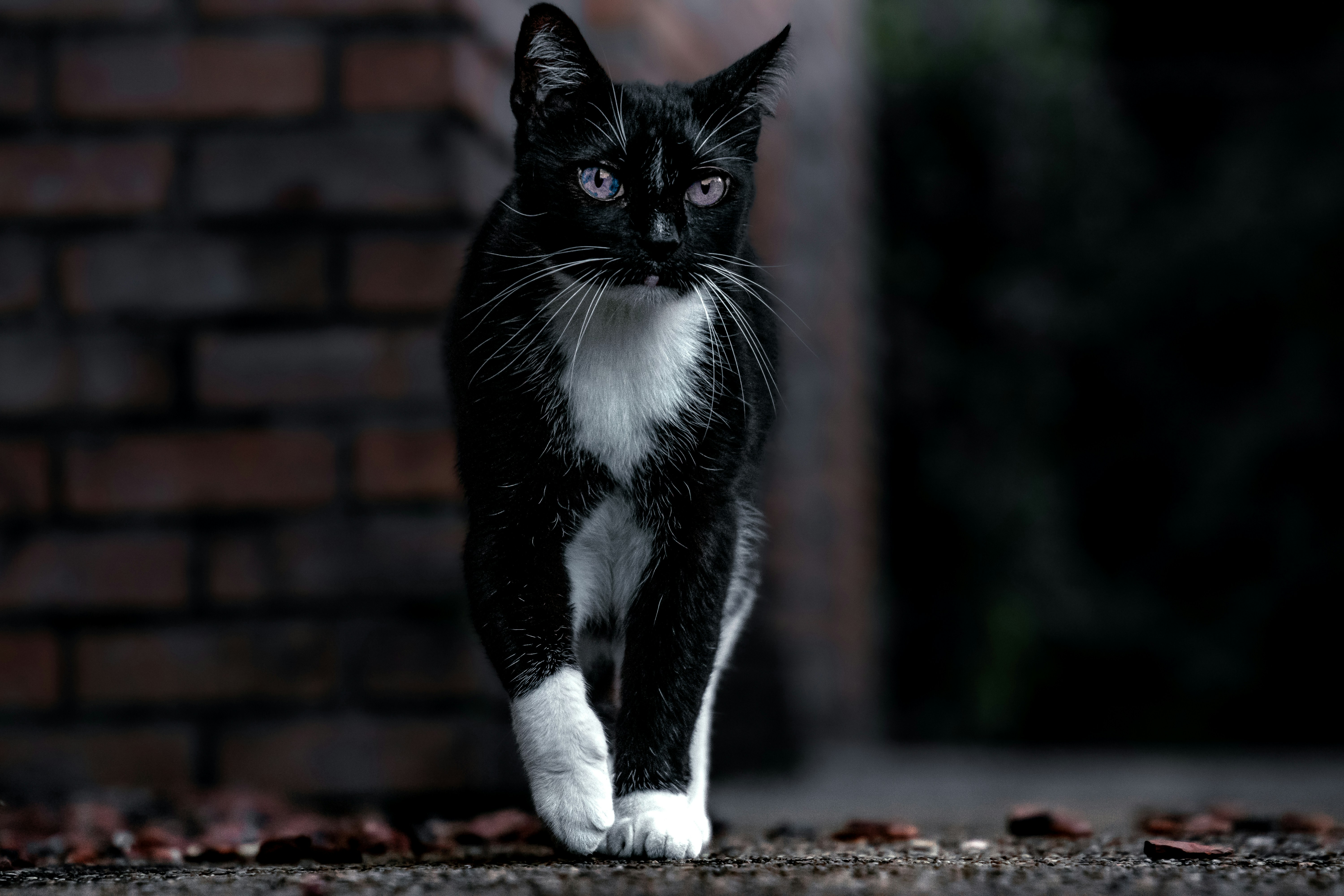 Photo by tomatopictures1