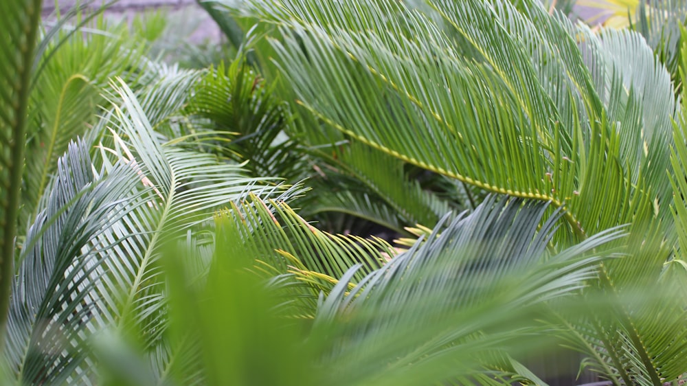 a close up of a bunch of green plants