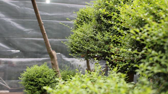 A smiling gardener carefully pruning a lush green shrub on a sunny day.