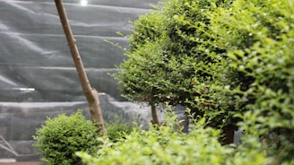 A lush, green garden scene featuring carefully manicured shrubs and small trees. The plants display a dense and vibrant foliage, with the branches artfully pruned, suggesting attentive gardening practice. A large net or mesh structure serves as a backdrop, possibly providing protection or shade to the garden.