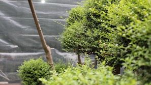 A lush, green garden scene featuring carefully manicured shrubs and small trees. The plants display a dense and vibrant foliage, with the branches artfully pruned, suggesting attentive gardening practice. A large net or mesh structure serves as a backdrop, possibly providing protection or shade to the garden.