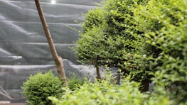 A lush, green garden scene featuring carefully manicured shrubs and small trees. The plants display a dense and vibrant foliage, with the branches artfully pruned, suggesting attentive gardening practice. A large net or mesh structure serves as a backdrop, possibly providing protection or shade to the garden.