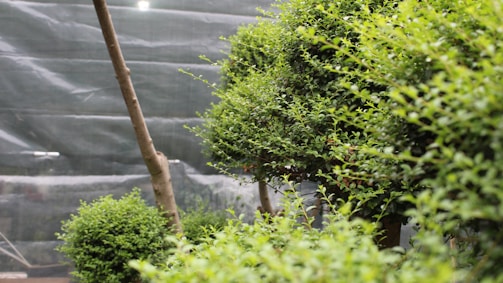 A lush, green garden scene featuring carefully manicured shrubs and small trees. The plants display a dense and vibrant foliage, with the branches artfully pruned, suggesting attentive gardening practice. A large net or mesh structure serves as a backdrop, possibly providing protection or shade to the garden.