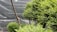 A lush, green garden scene featuring carefully manicured shrubs and small trees. The plants display a dense and vibrant foliage, with the branches artfully pruned, suggesting attentive gardening practice. A large net or mesh structure serves as a backdrop, possibly providing protection or shade to the garden.