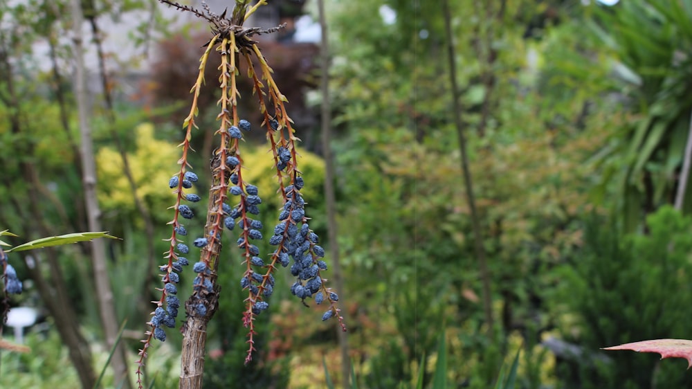 a bunch of blue berries hanging from a tree