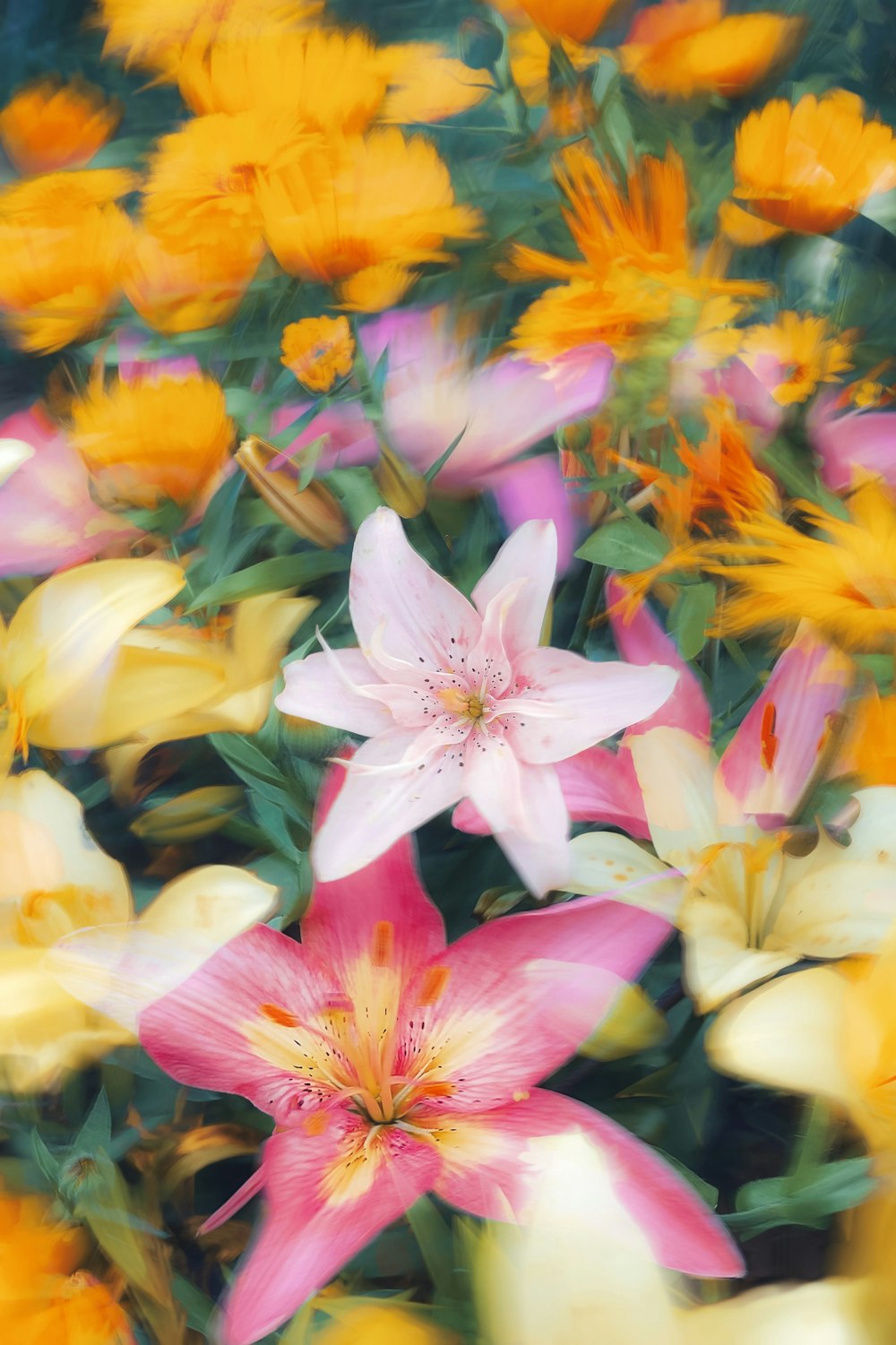 a bunch of flowers that are in the grass