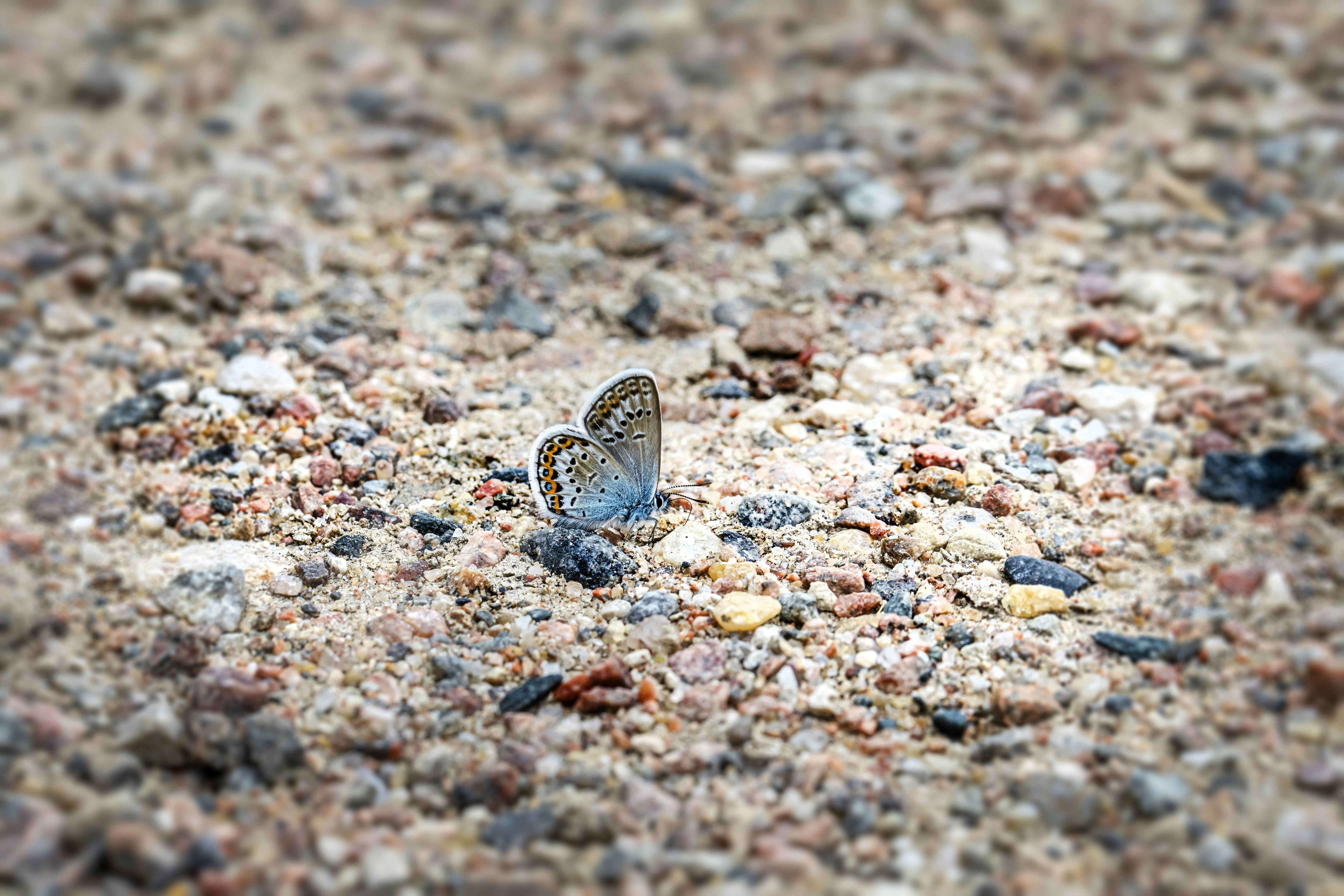 Photo by erik_karits