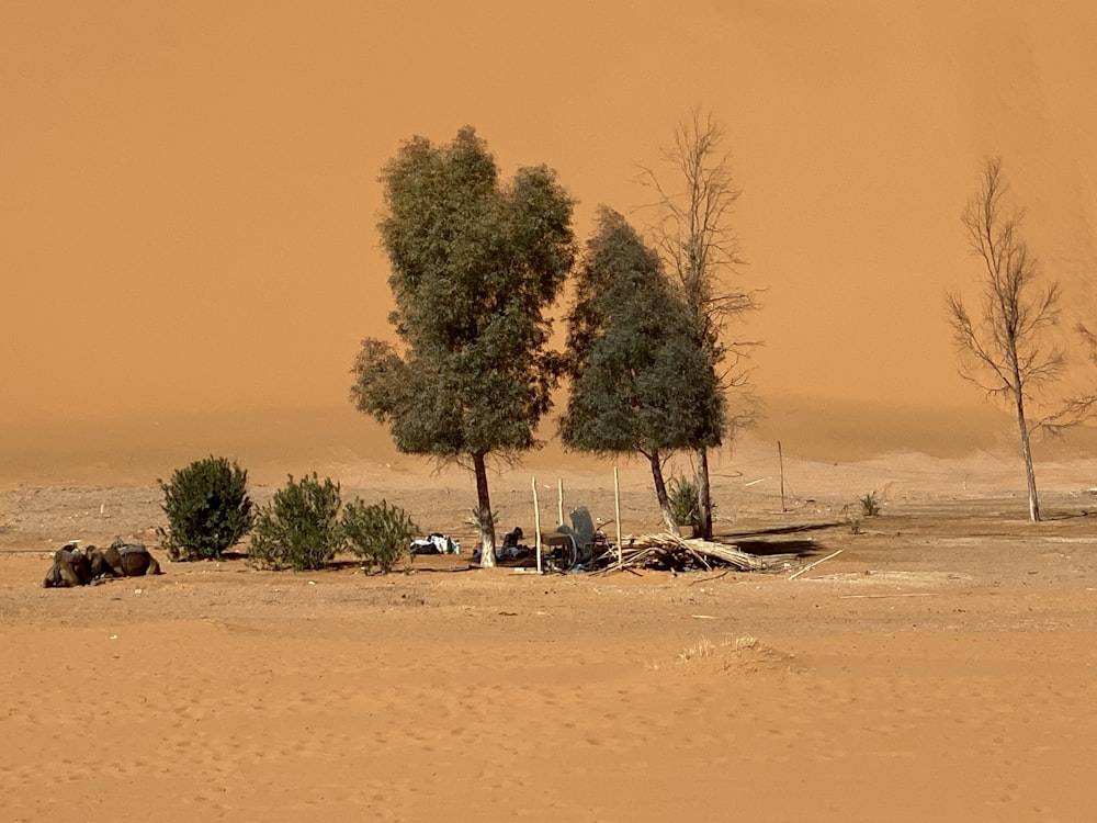 a group of trees sitting in the middle of a desert
