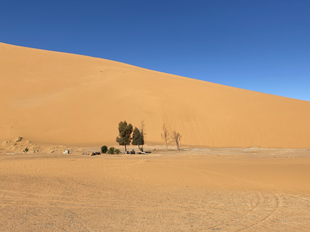 a lone tree in the middle of a desert