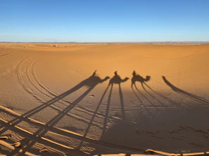 Guests riding camels across the golden sands under a clear blue sky near Marrakech.