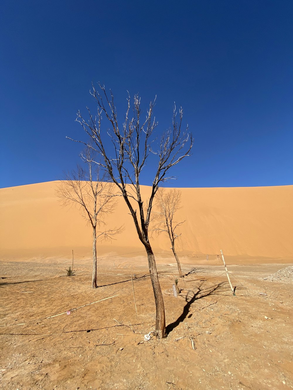 a bare tree in the middle of a desert