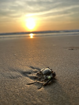 A serene crab on a sandy beach at sunset, symbolizing the Cancer zodiac sign.