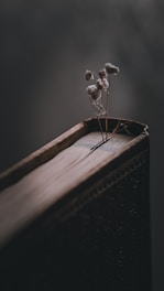 a small plant is sitting on top of a wooden box