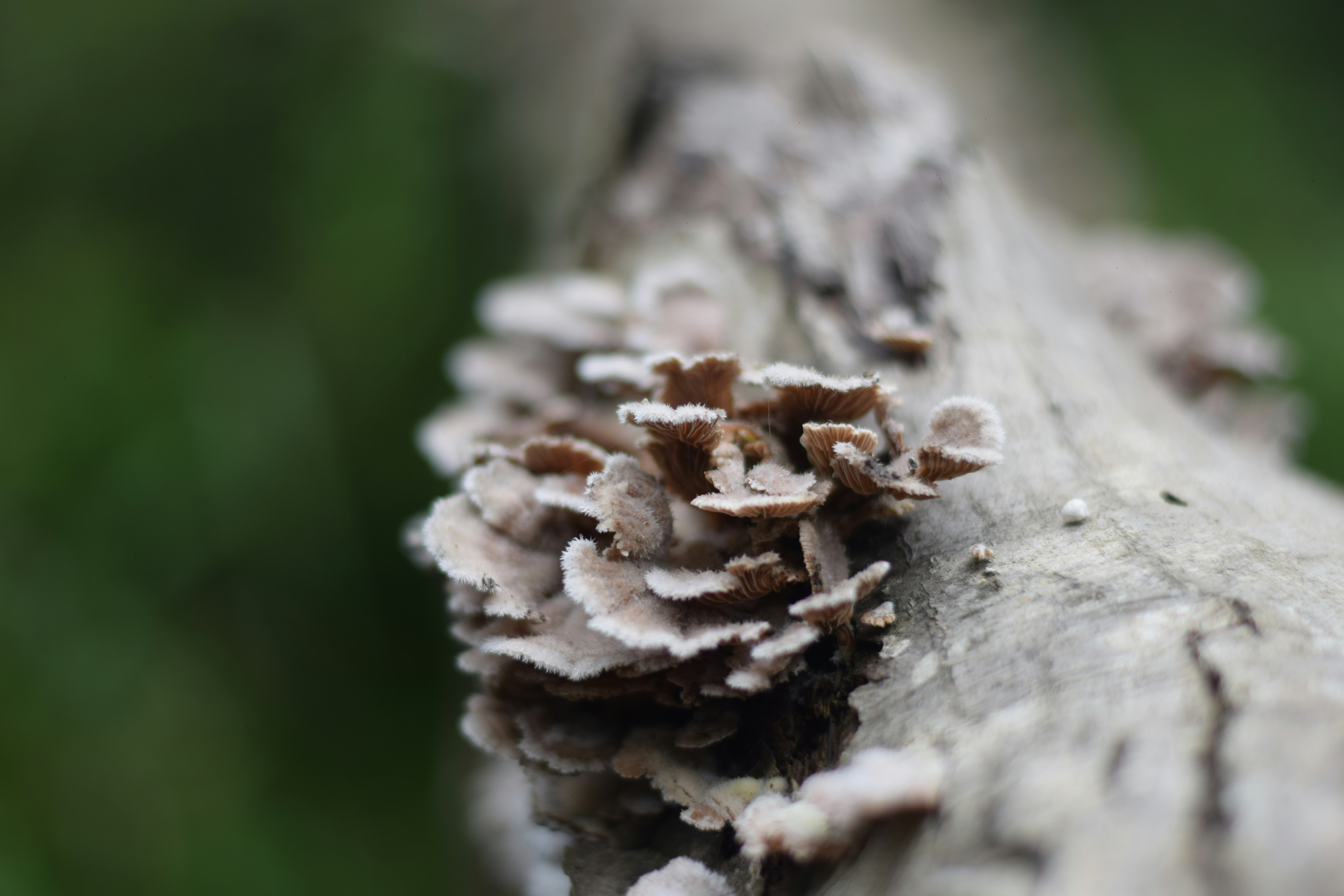 Photo by saleh_aka_jim