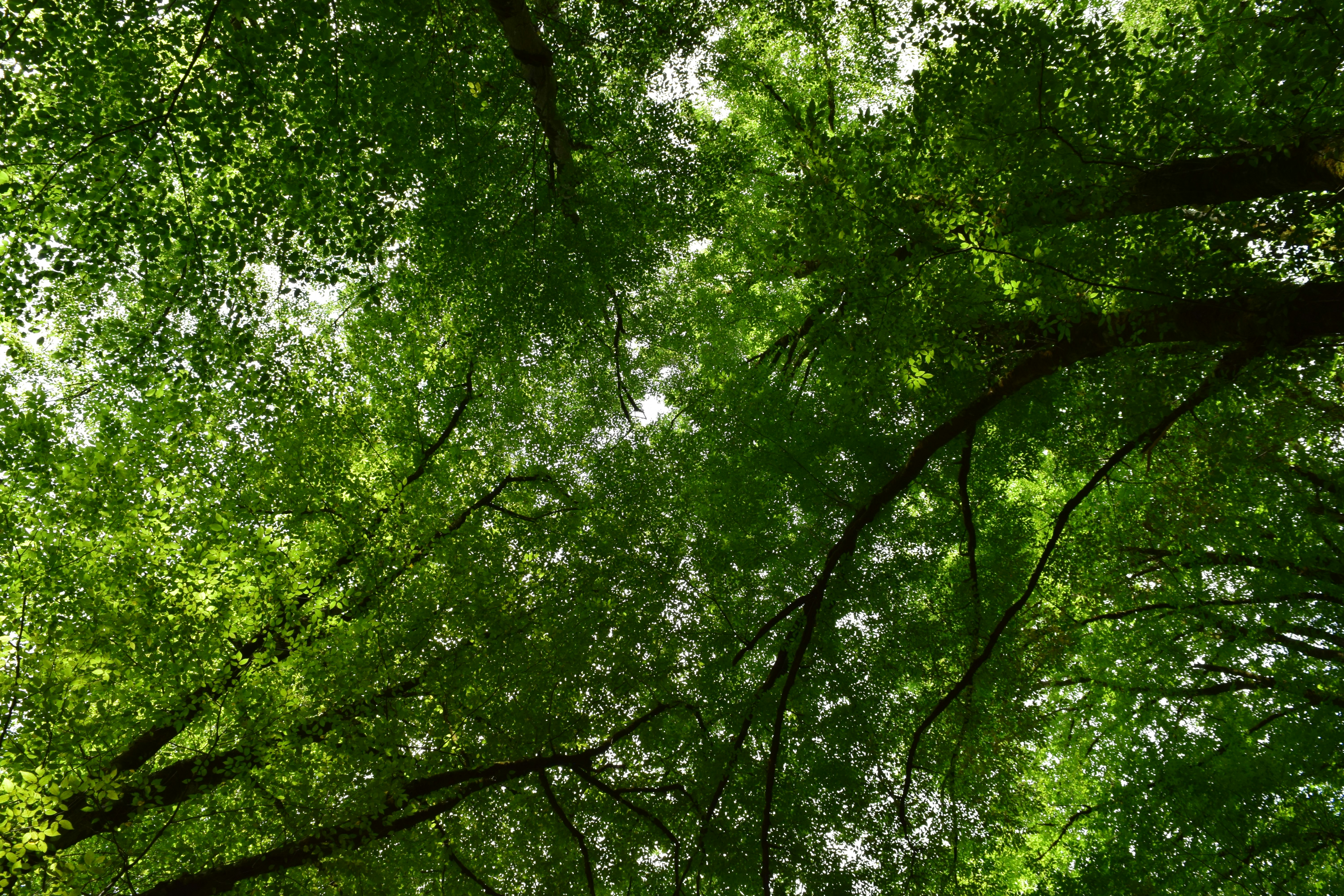 Photo by saleh_aka_jim