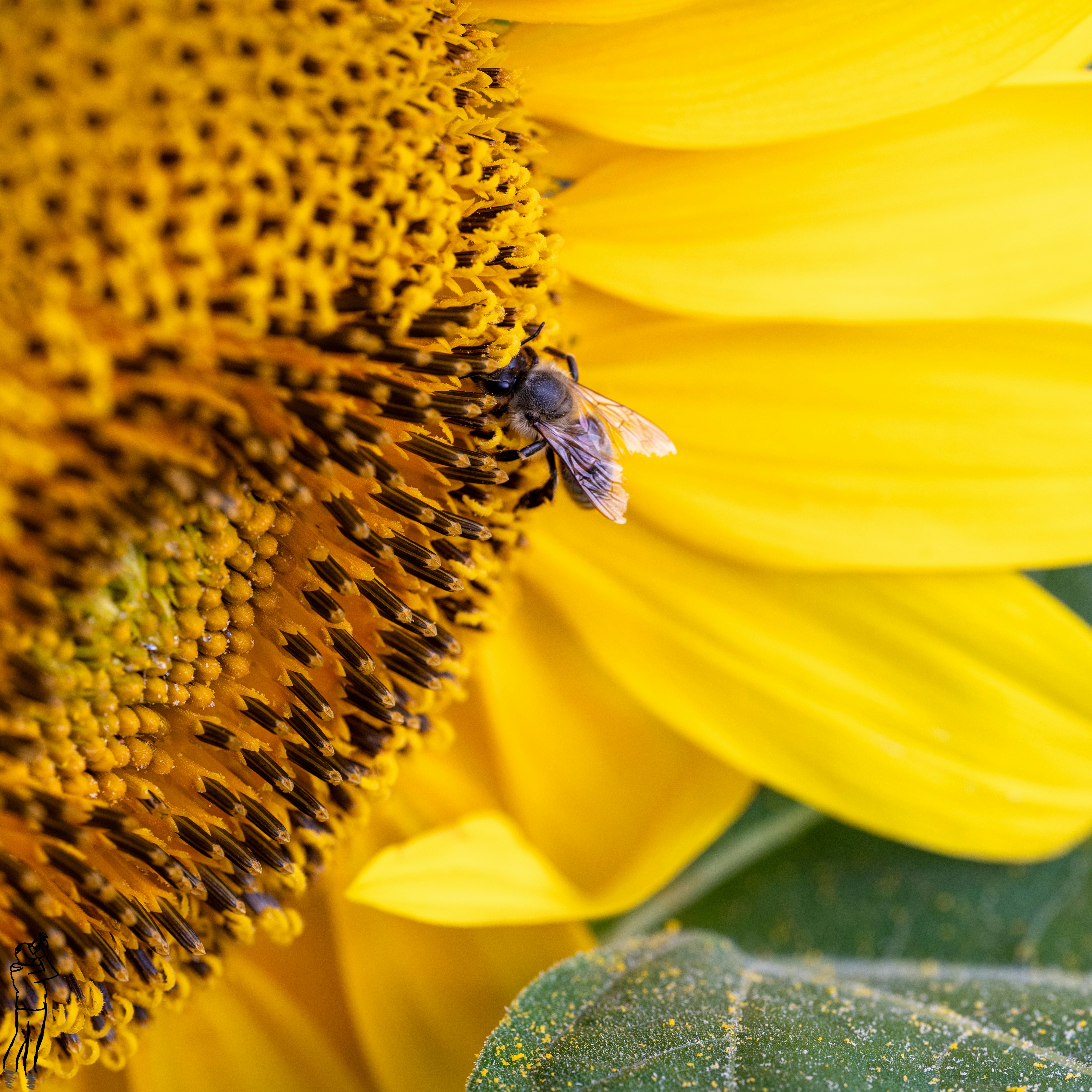 Photo by metroidmaniac