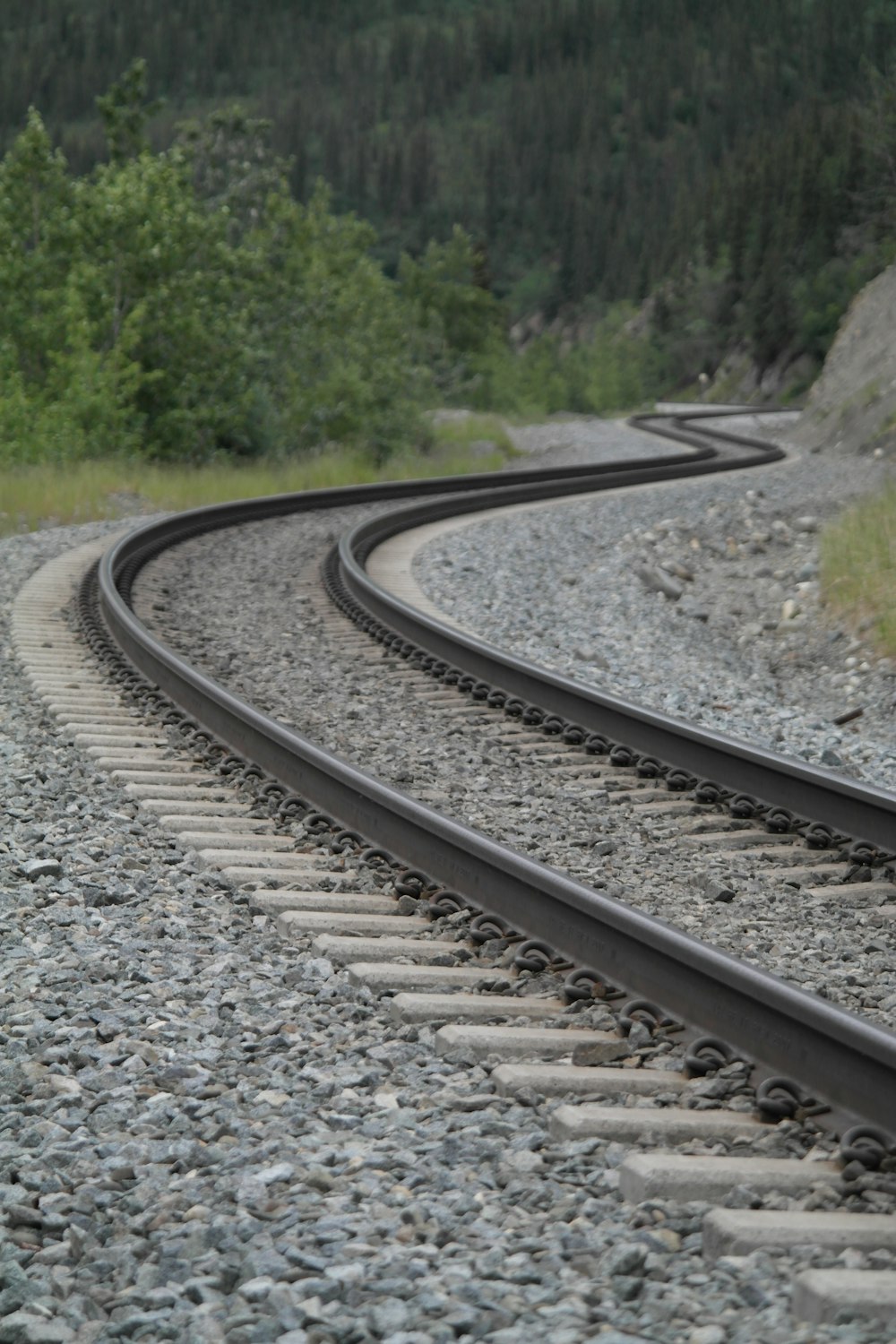 a bear that is standing on a train track