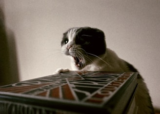 a black and white cat sitting on top of a box