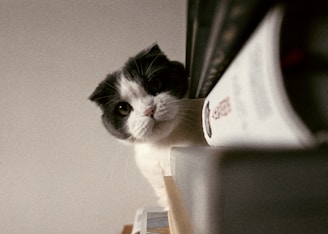 A curious black cat peeking from behind a stack of colorful books.