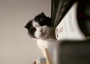 A curious cat peeking out from a stack of books about cats.