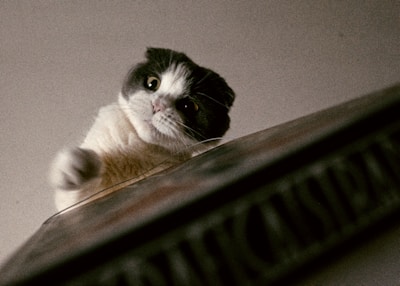 A playful black and white cat reaching out with its paw amid colorful toys.