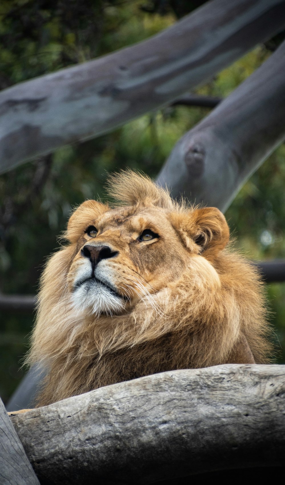 a close up of a lion laying on a log