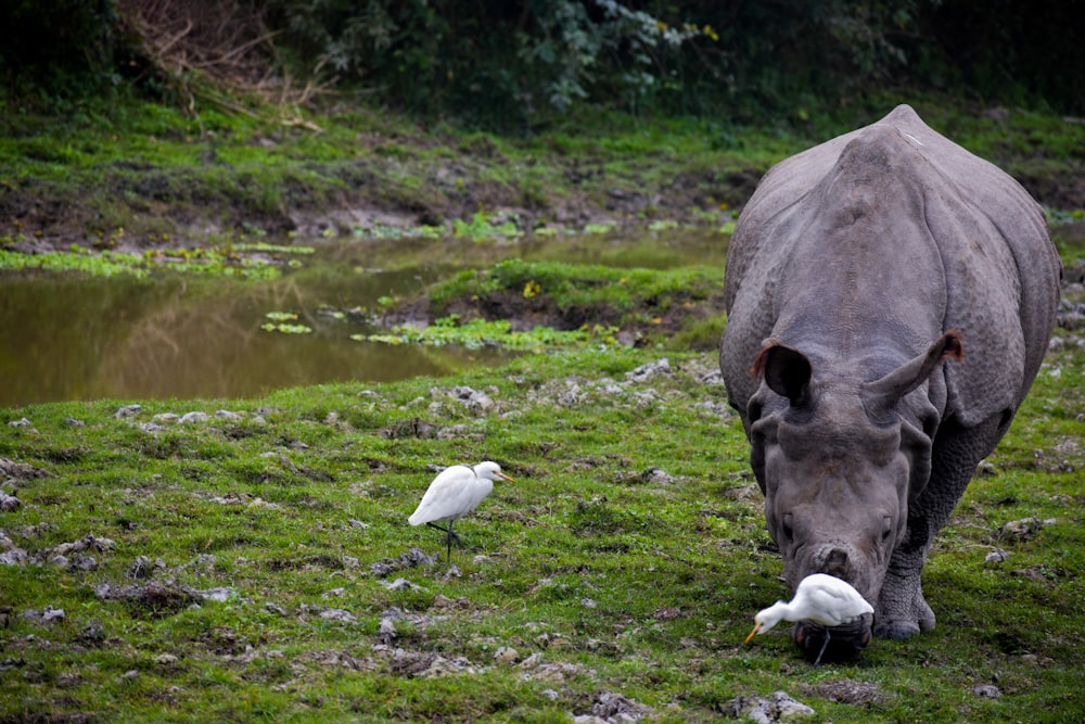 a rhinoceros and a white bird in a field
