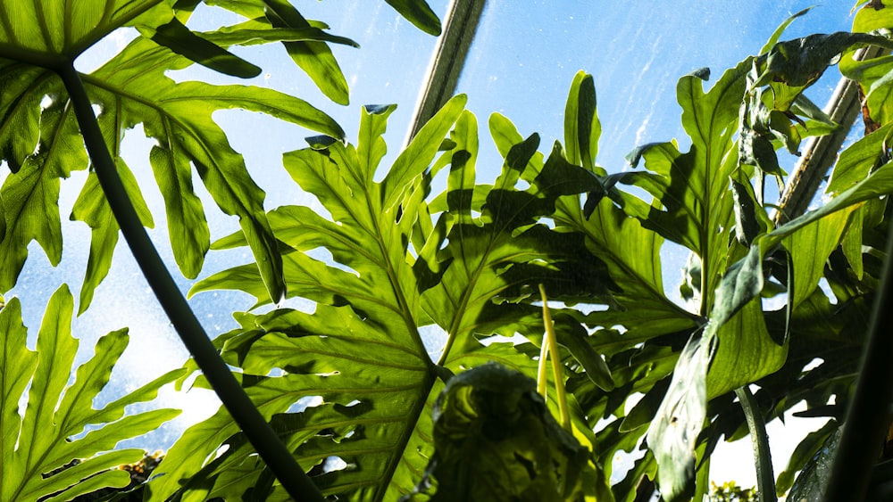 a green plant with lots of leaves on it