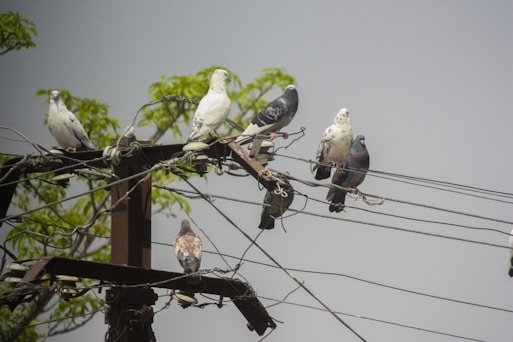 Several pigeons perched on telephone wires and a utility pole with green leaves in the background. The pigeons vary in color, including white and gray plumage.