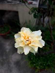 Cream Line Drawing Tee