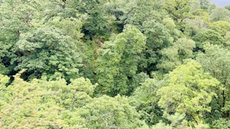 A lush forest with diverse trees and wildlife.