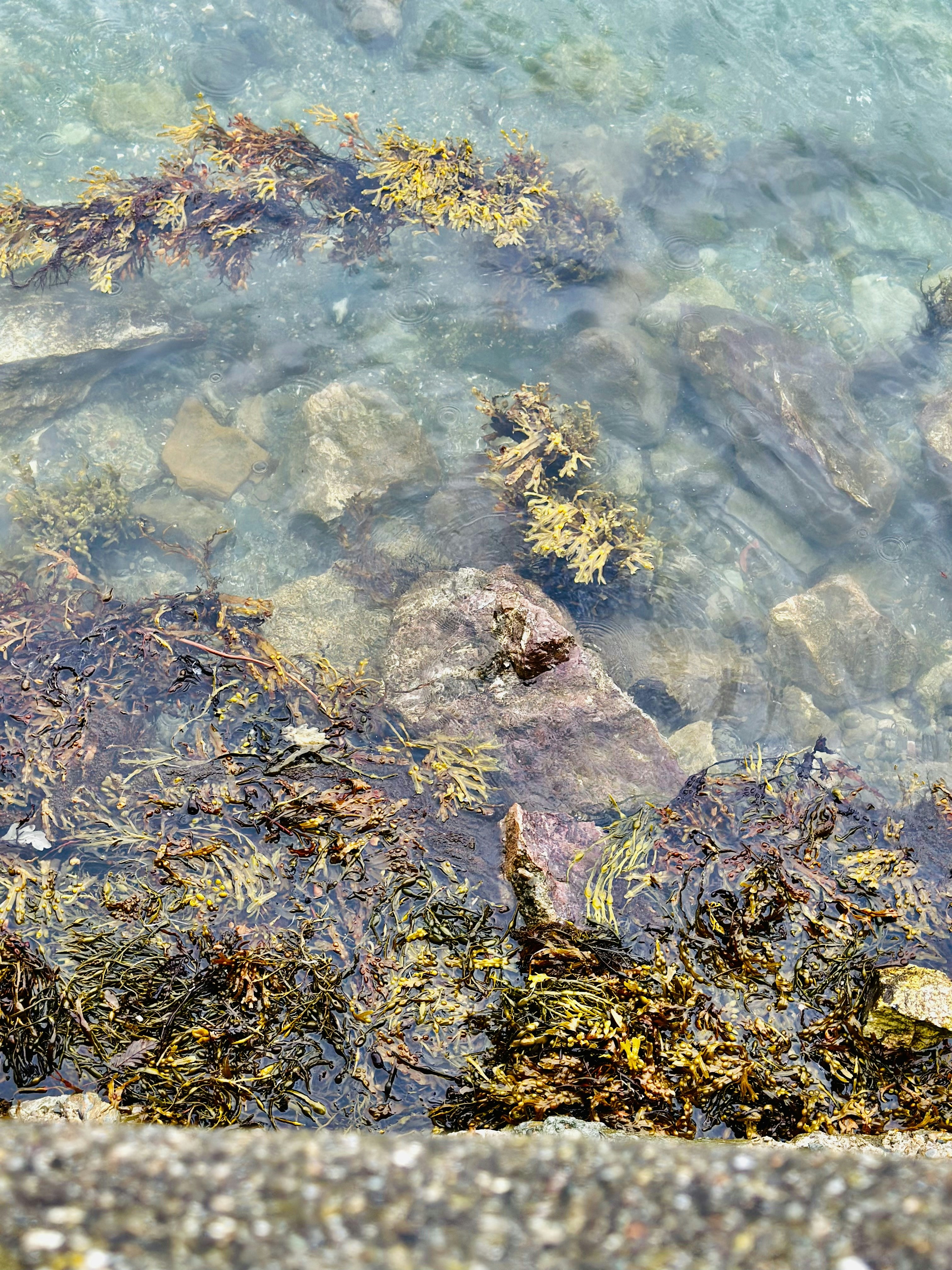 a bird is sitting on a rock in the water