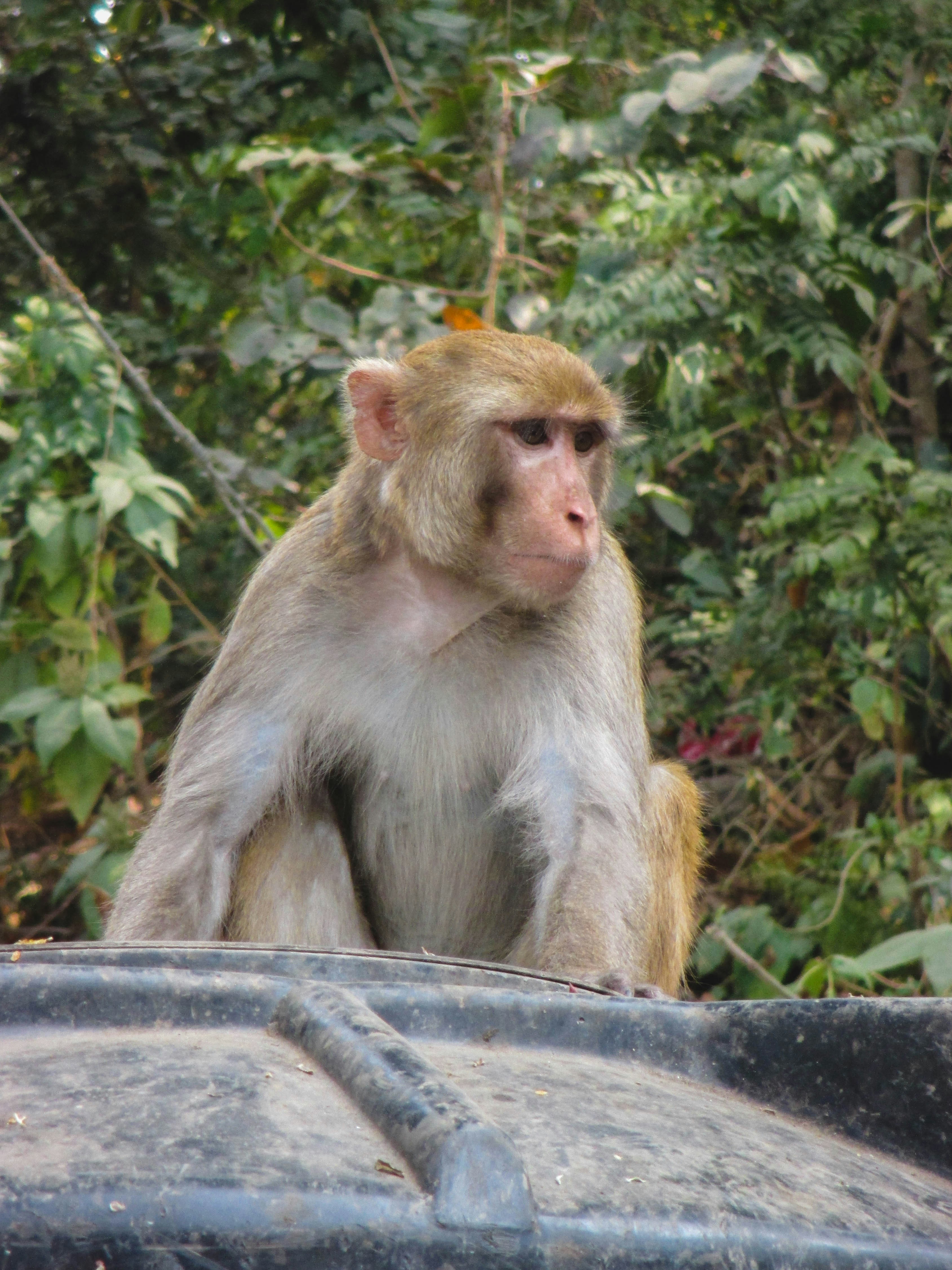 Macaque sits on a dusty bin with dense green foliage behind, capturing a candid wildlife moment.