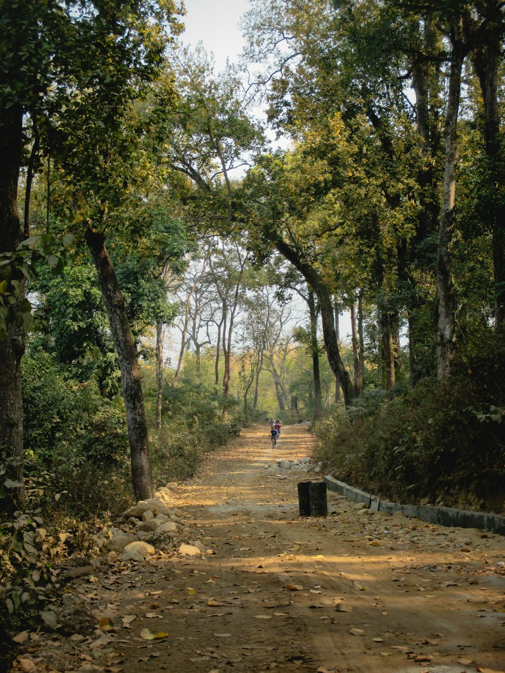 a person walking down a dirt road surrounded by trees