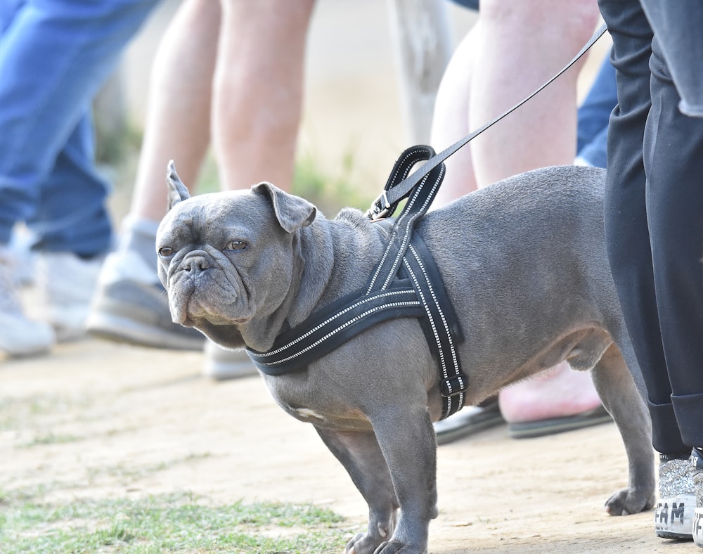 un petit chien portant un harnais en laisse