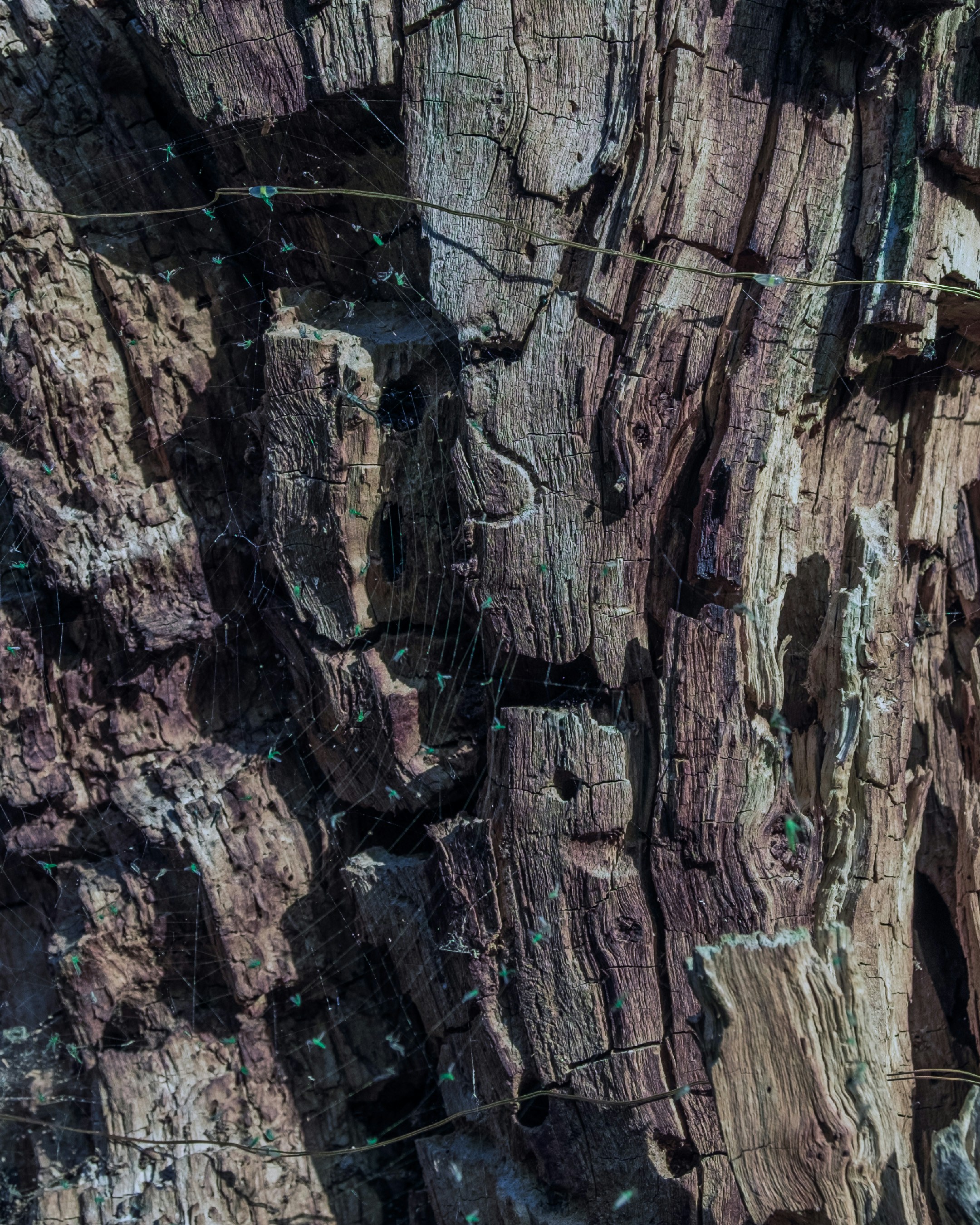 Photo by willythewizard